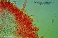 Fiche de Hyphodontia alutaria