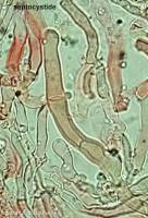 Fiche de Hyphodontia alutaria