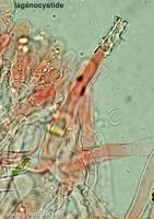 Fiche de Hyphodontia alutaria