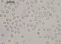 Fiche de Hyphodontia alutaria