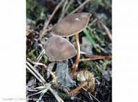 Fiche de Strobilurus stephanocystis