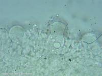 Fiche de Strobilurus stephanocystis