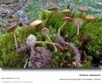 Fiche de Strobilurus stephanocystis