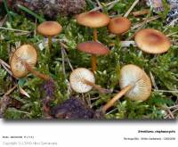 Fiche de Strobilurus stephanocystis