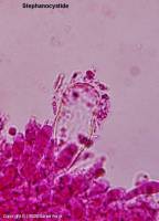 Fiche de Strobilurus stephanocystis