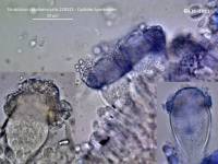 Fiche de Strobilurus stephanocystis