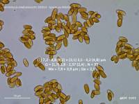 Fiche de Strobilurus stephanocystis