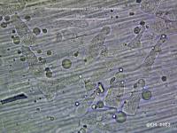 Fiche de Strobilurus stephanocystis