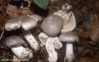 Fiche de Tricholoma pardinum