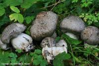 Fiche de Tricholoma pardinum