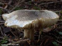 Fiche de Tricholoma pardinum