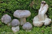 Fiche de Tricholoma pardinum