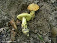 Fiche de Aureoboletus moravicus