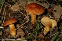 Fiche de Aureoboletus moravicus