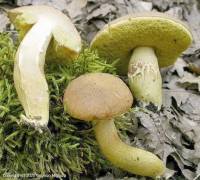 Fiche de Aureoboletus moravicus