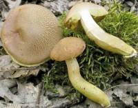 Fiche de Aureoboletus moravicus