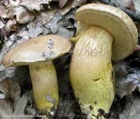 Fiche de Aureoboletus moravicus