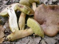 Fiche de Aureoboletus moravicus