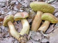Fiche de Aureoboletus moravicus