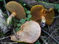 Fiche de Suillus tridentinus
