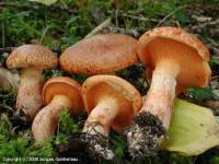 Fiche de Suillus tridentinus